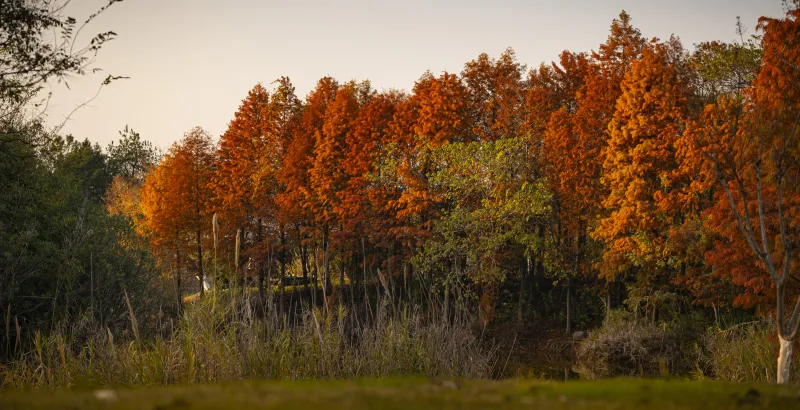瑶湖红杉